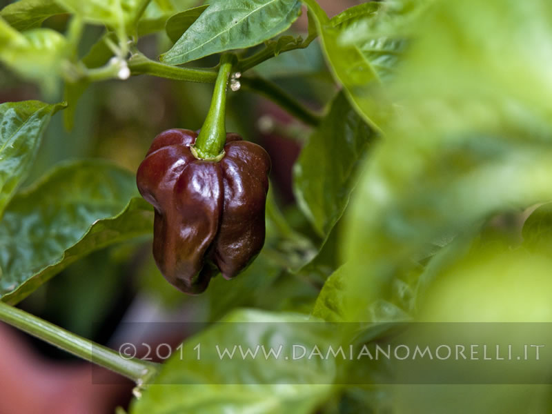 Habanero Chocolate